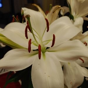 Meet your Posher, Zenia